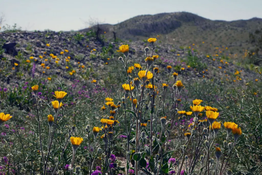 Anza Borrego Super Bloom